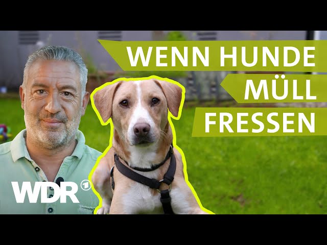 Achtung Lebensgefahr: Straßenhund frisst Abfall | Hunde verstehen | S05/E03 | WDR