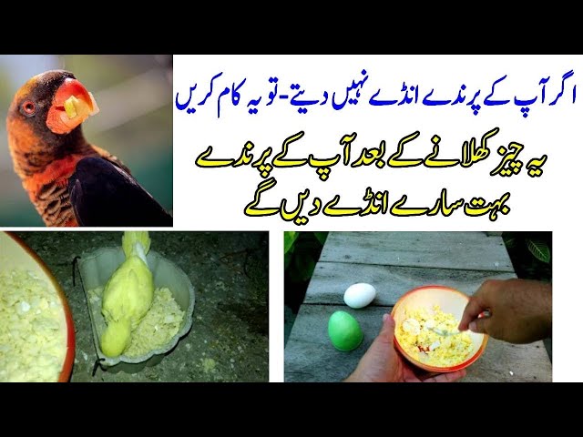 Bird doesn't laying eggs | budgies parrots matki me nahi jate | breeding tips