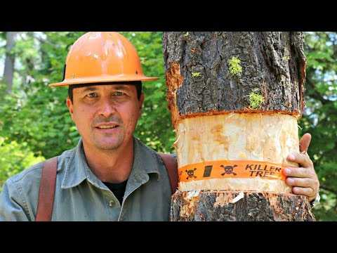 How To Kill A Tree + Tree Girdling