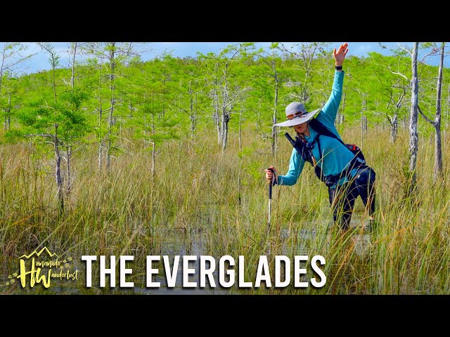 Dodging Gators and Morning Sickness In THE EVERGLADES