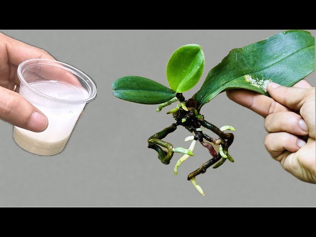 Only 1 cup! The orchid immediately grows on one leaf and blooms all year round