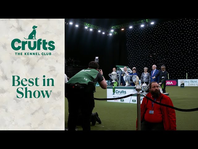 Australian Shepherd Viking clinches coveted Best in Show crown! | Crufts 2024
