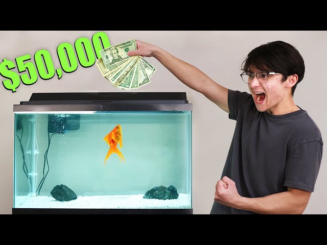 I Gave My Goldfish $50,000 to Trade Stocks