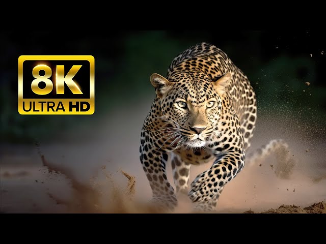WILDLIFE ANIMALS - 8K (60FPS) ULTRA HD - Scenic Film With Nature Sounds