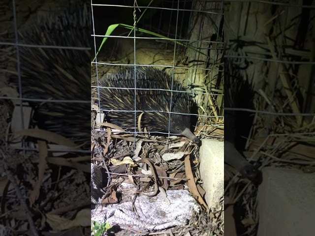 Wild Australian Echidna visits the fur kids and says hello through the fence