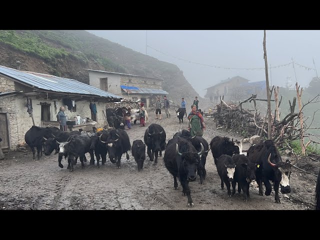 Simply The Best Nepali Mountain Village Life || Living Very Hard Daily Lifestyle || IamSuman