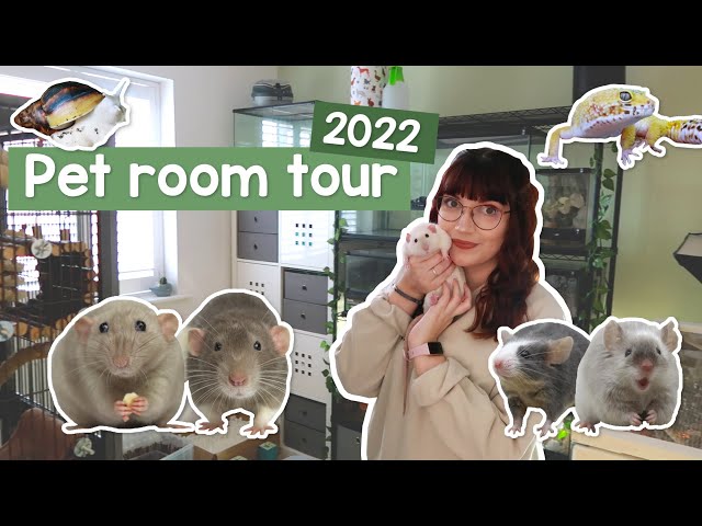 Pet room tour 2022 | Rodents, reptiles & Inverts