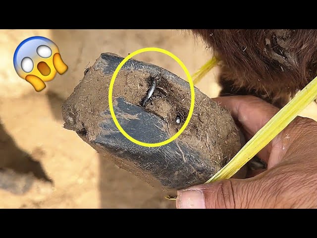 Rescue this poor lame donkey! The broken iron spring stuck into its hoof