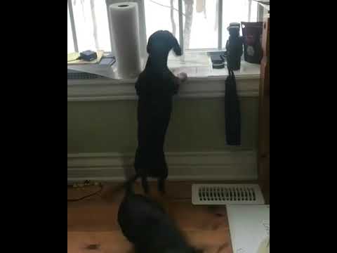 Cute Dachshunds Dance for the Squirrel!