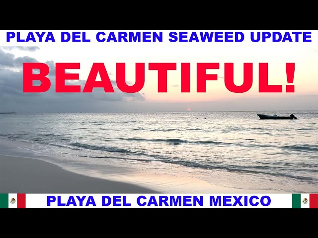 PLAYA  DEL CARMEN BEACH SEAWEED UPDATE - BEACHES ARE BEAUTIFUL!