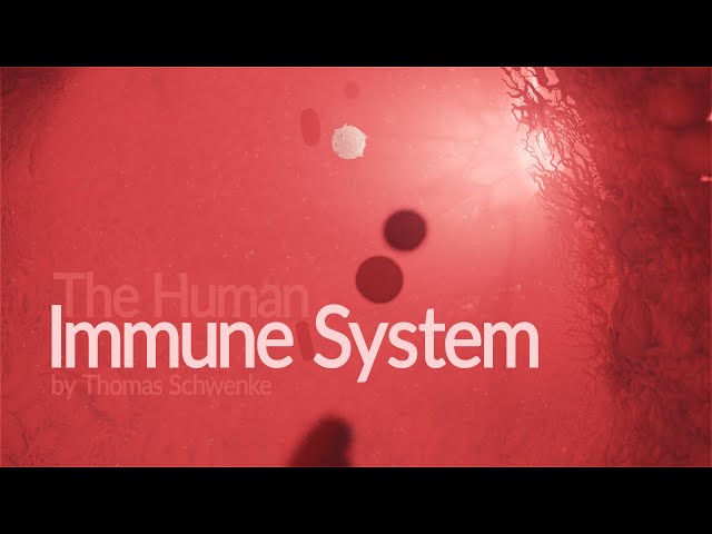 Human Immune System - How it works! (Animation)