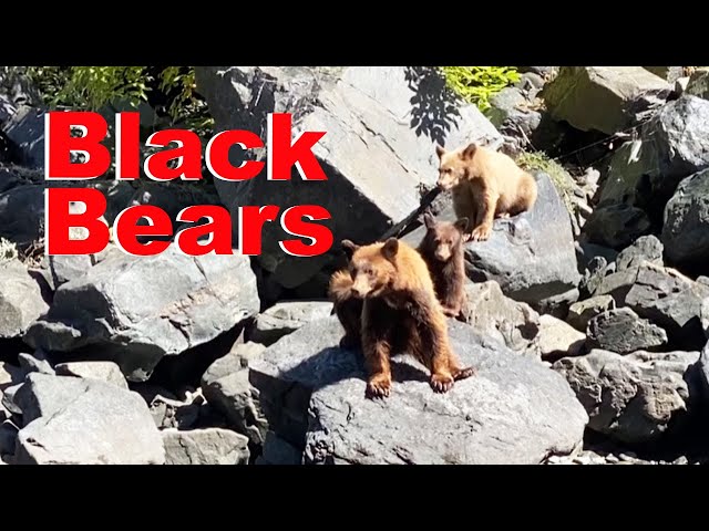 Black Bear with Cubs!!! Hells Canyon September 2021