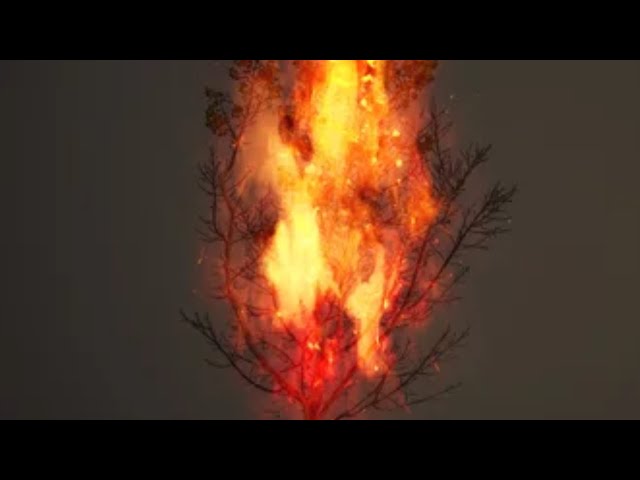 The Burning Bush From The Bible Explained