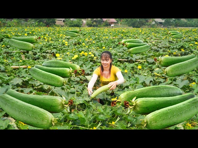 Harvesting Sweet Melon Goes To Countryside Market Sell - Vegetable Gardening | Free Bushcraft