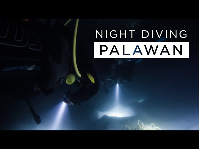 Night Dive in Palawan & Feeding Fish with Bacon - Philippines Vlog (Episode 8)