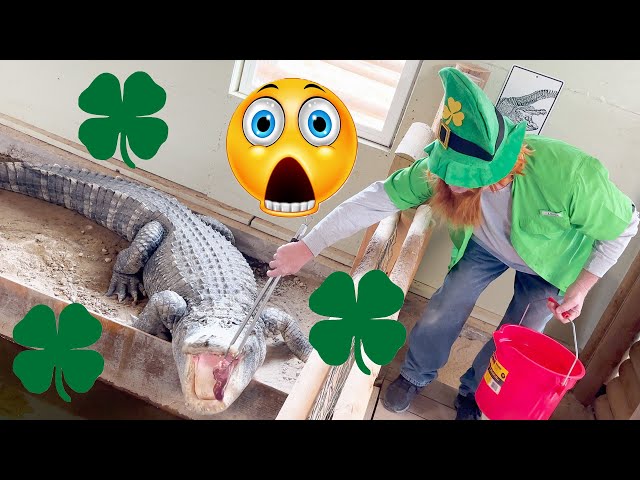 Dad In Leprechaun Costume Feeds Alligators For St. Patrick's Day ☘️🐊