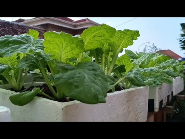 Creative ideas for growing mustard greens at home using styrofoam boxes || Farming at home