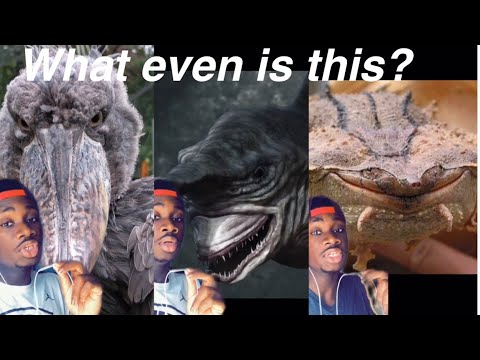 Nature Not Being Sober for 10 minutes straight (Mndiaye_97 TikTok Compilations)
