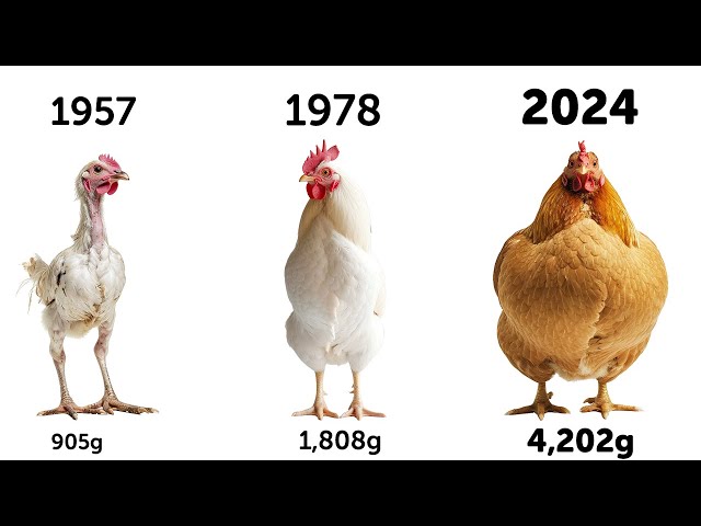 How Chickens Are Getting Insanely Big. Here's Why