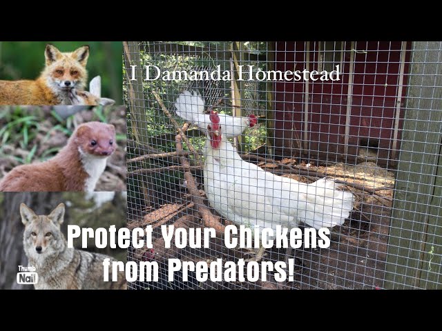 Protect your Chickens from Predators including Weasels, Fox, Coyotes or Raccoons!