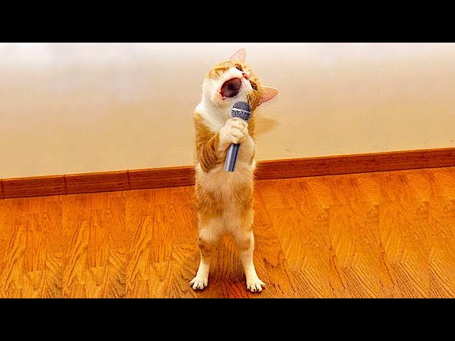 Best Funny Animal Videos Of The 2022 🤣 - Funniest Cats And Dogs Videos 😺😍