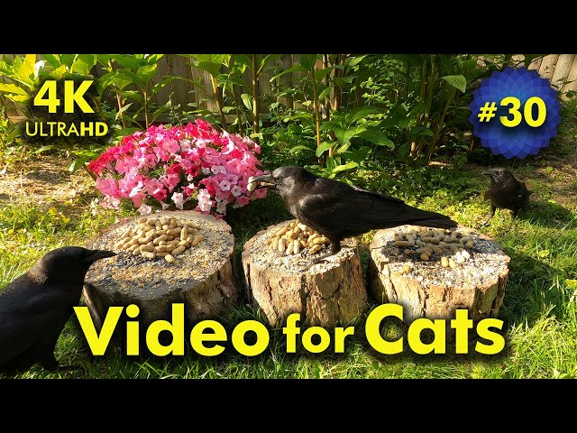 4K TV For Cats | Pretty Petunias | Bird and Squirrel Watching | Video 30