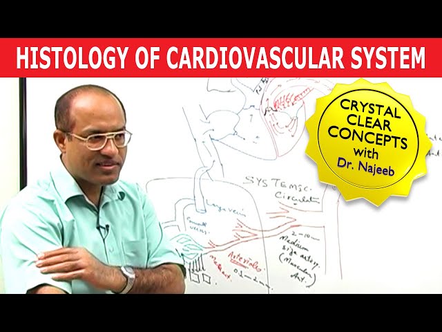 Histology of Cardiovascular System 🧑🏻‍⚕️