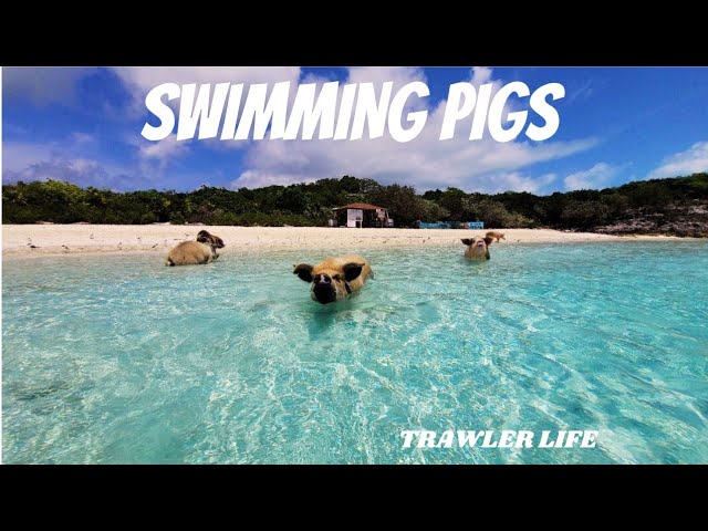 Swimming Pigs & Thunderball Grotto || Staniel Cay Exuma || Big Major Exuma Cays || Family in Exuma