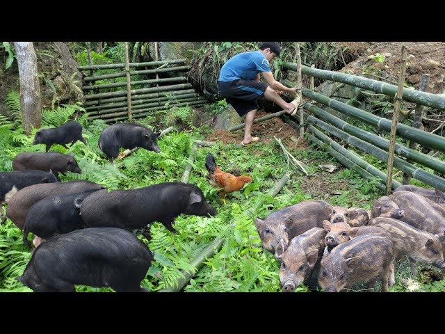 FULL VIDEO 135 days to build a wooden bridge, build a barn for pigs-Building New Life