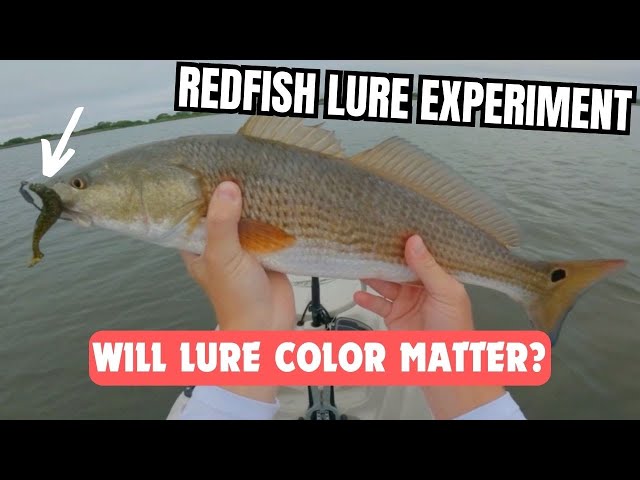 Redfish Mulligan Lure Experiment: Will Lure Color Matter?
