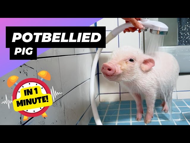 Pot-bellied Pig 🐷 Unconventional Family Pet! | 1 Minute Animals