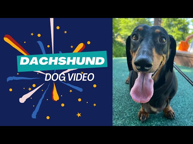 Best Dachshund dog video  Compilation , Try To Not Laugh  Weiner, Teckel, perros salchicha puppies.