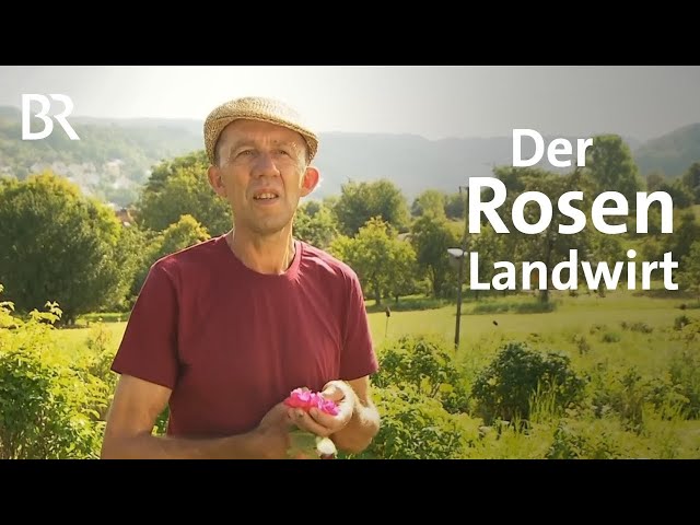 Rosen für Schokolade: So werden Rosenblüten in Bayern geerntet | Landwirtschaft | Wir in Bayern | BR
