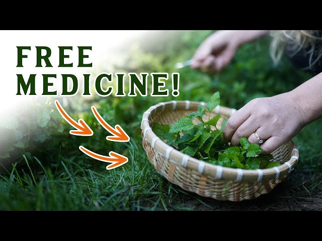 12 MUST-KNOW Backyard Medicinal Herbs (Foraging Medicinal Herbs)