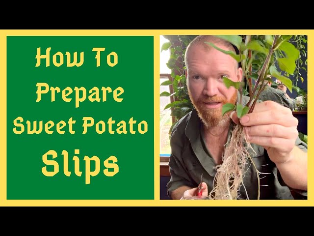 Preparing Sweet Potato Slips For Planting