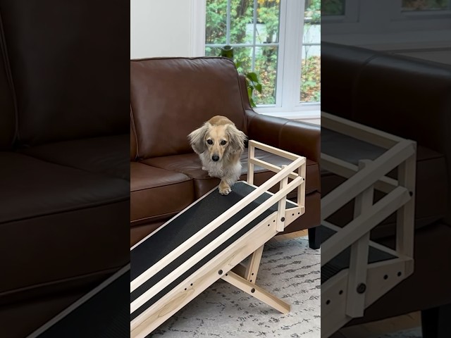 I invented this for my dogs! 🐶 🐕  #dachshunds #dogs