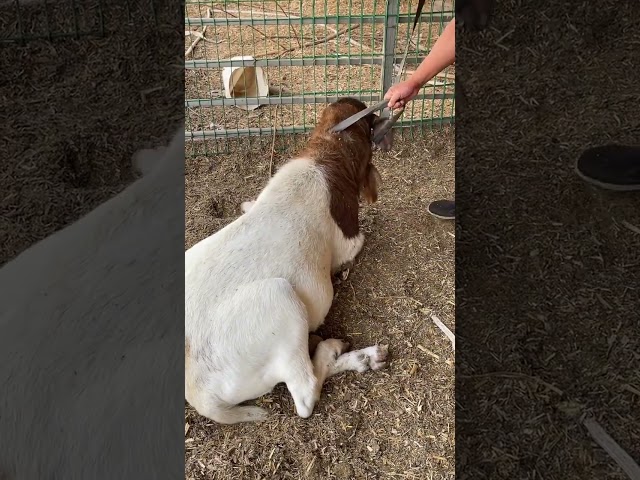 Never seen such horrible goat hooves #animal