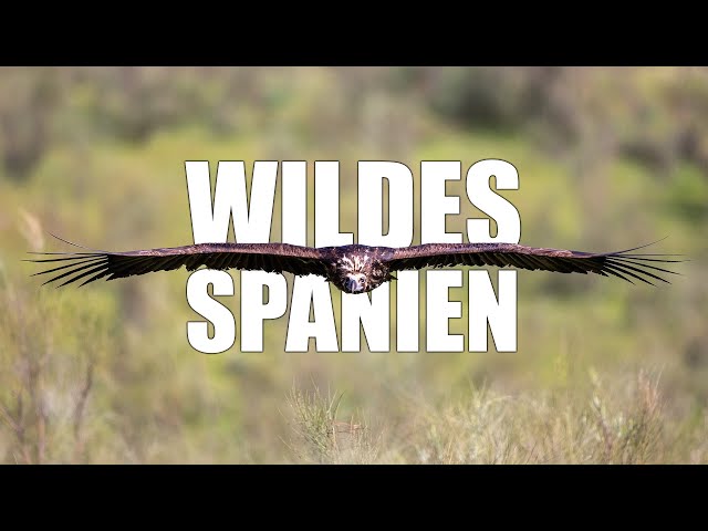 Wildes Spanien - Kurzfilm