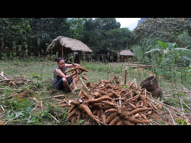 How to harvest perennial cassava and preserve it for 365 days, homegrown food - Ep.165