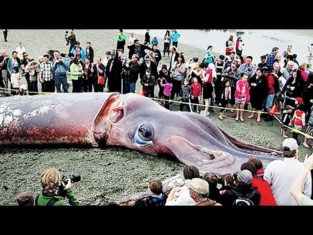 THE BIGGEST SEA ANIMALS