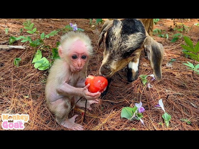 Cute moments of baby monkey BiBi and Goat BeBe