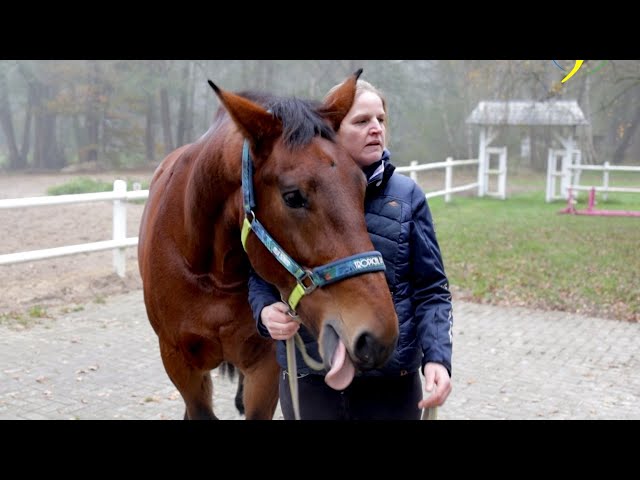 Pferd frisst bis der Arzt kommt - Alt-Oldenburger Wallach Johan zum Check bei Ariane Telgen