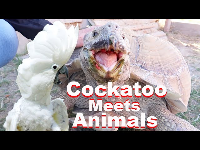 Cockatoo Meets My Animals!