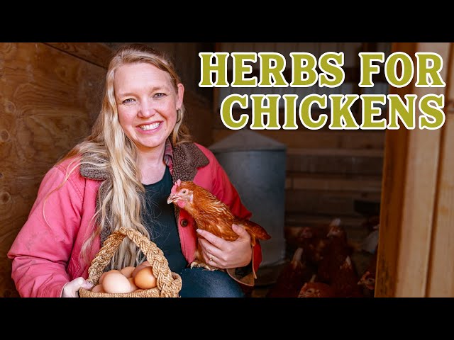 Grow THESE Herbs for your CHICKENS! (Treating Chickens w/ Herbs)