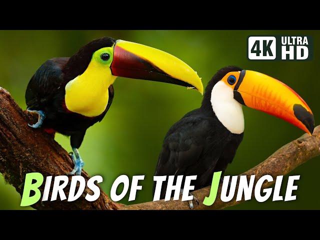 Most Beautiful Birds in the Jungle | Breathtaking Nature & Relaxing Sounds | Calm & Stress Relief