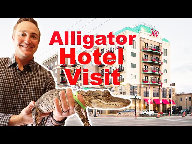 Taking My Alligator To A Fancy Hotel!!!!