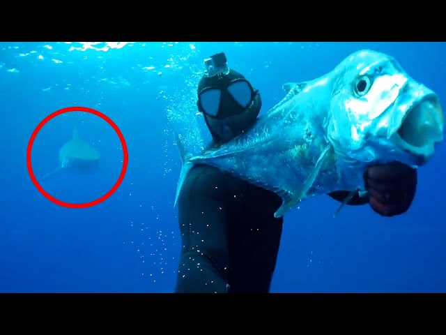 6 Shark Encounters You Won't Believe Happened (Part 2)