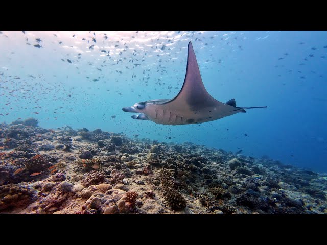 Liveaboard Diving in the Maldives (March 2024)