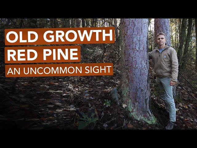 Old Growth Red Pine — An Uncommon Sight