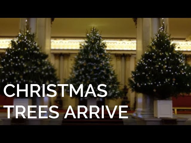The Christmas Trees have arrived at Buckingham Palace!
